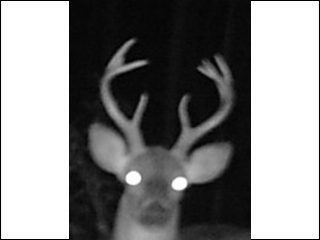 Deer spotted since end of season 2012