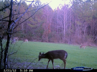 Look close - 7 deer in field