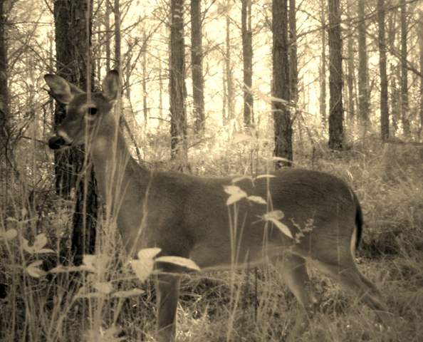 Doe caught on camera