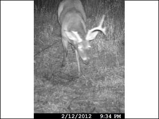 Deer spotted after 2012 season end