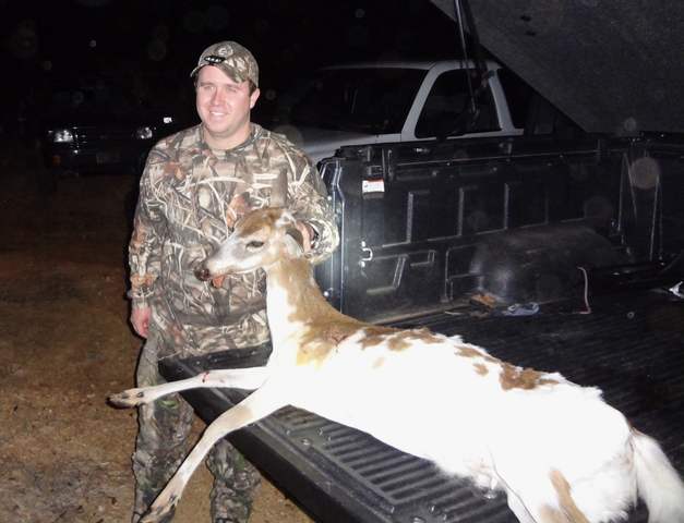 Piebald