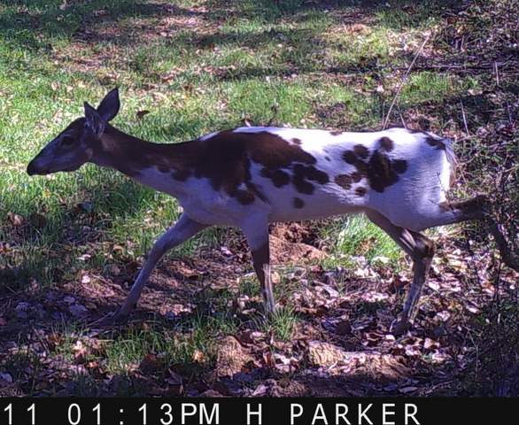 Piebald deer
