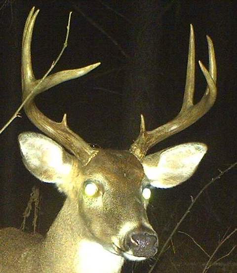 Deer spotted since end of 2012 season