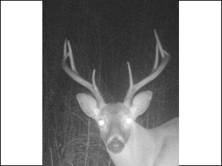 Deer spotted since end of 2012 season