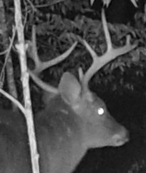 Deer spotted since end of 2012 season