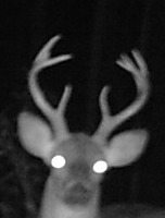 Deer spotted since end of season 2012