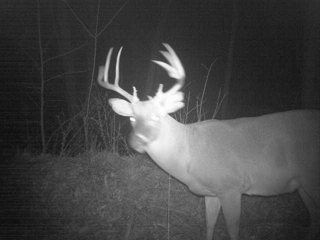 Terry's deer on camera