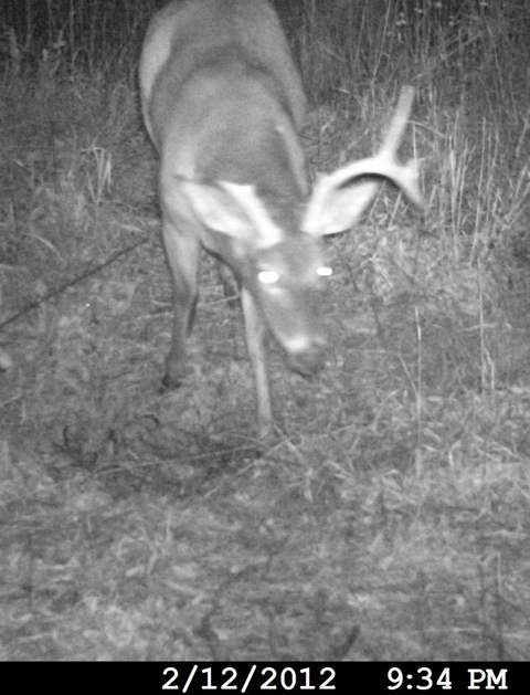 Deer spotted after 2012 season end