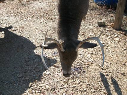 deer