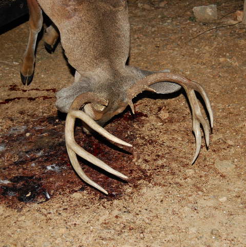 Terry's buck - Jan 2012 2