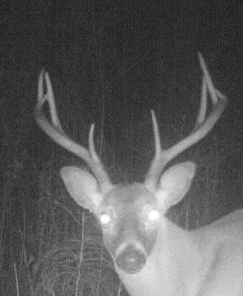 Deer spotted since end of 2012 season