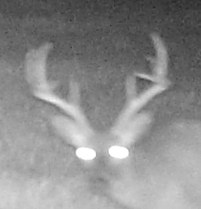 Deer spotted since end of 2012 season
